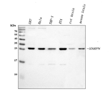 SNRPN Rabbit Polyclonal Antibody
