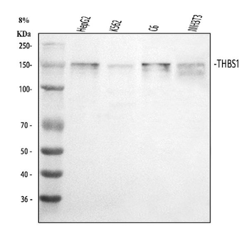 Thrombospondin/THBS1 Rabbit Polyclonal Antibody