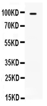 TLR5 Rabbit Polyclonal Antibody