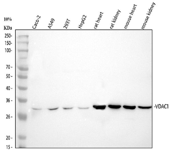 VDAC/Porin/VDAC1 Antibody