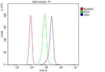 Villin/VIL1 Antibody