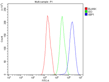 XBP1 Rabbit Polyclonal Antibody