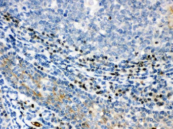 XBP1 Rabbit Polyclonal Antibody