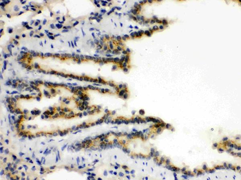 XBP1 Rabbit Polyclonal Antibody
