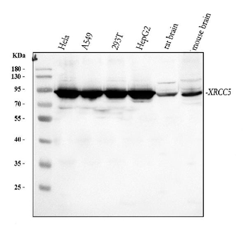 Ku80/XRCC5 Rabbit Polyclonal Antibody