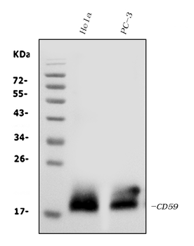 CD59 glycoprotein CD59 Rabbit Polyclonal Antibody