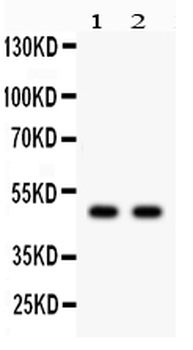JNK2/MAPK9 Rabbit Polyclonal Antibody