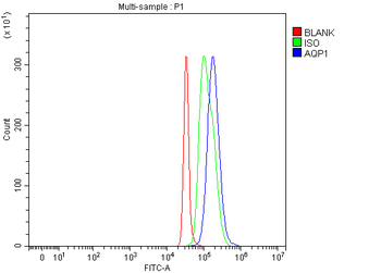 Aquaporin 1/AQP1 Antibody