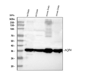 Aquaporin 4/AQP4 Antibody