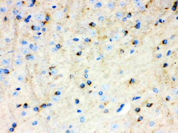 APLP1 Rabbit Polyclonal Antibody