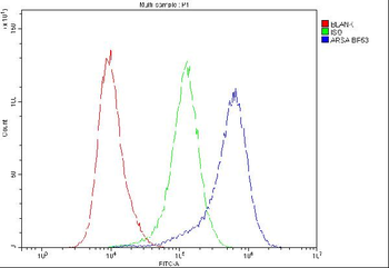 ARSA Rabbit Polyclonal Antibody