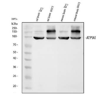 alpha 1 Sodium Potassium ATPase/ATP1A1 Rabbit Polyclonal Antibody