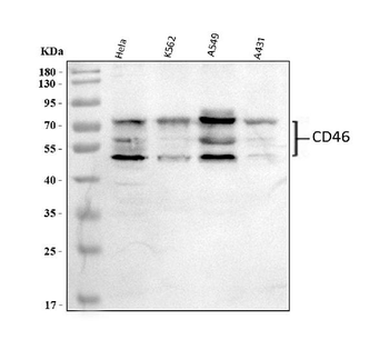 CD46 Antibody