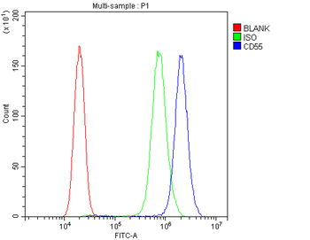 CD55 Rabbit Polyclonal Antibody
