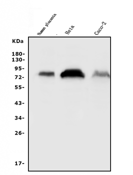 CD55 Rabbit Polyclonal Antibody