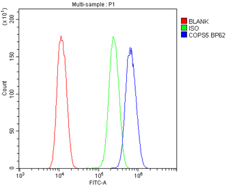 JAB1/COPS5 Rabbit Polyclonal Antibody