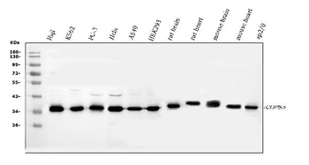 JAB1/COPS5 Rabbit Polyclonal Antibody