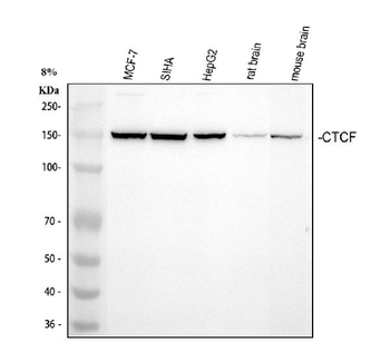 CTCF Rabbit Polyclonal Antibody