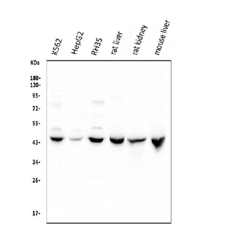 Cystathionase/CTH Rabbit Polyclonal Antibody