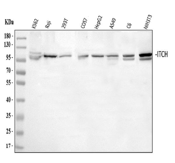 ITCH/AIP4 Rabbit Polyclonal Antibody