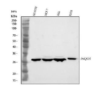 NQO1 Rabbit Polyclonal Antibody