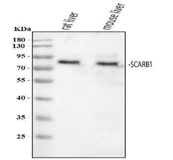 Scavenging Receptor SR-BI/SCARB1/SR Rabbit Polyclonal Antibody