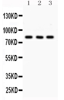 SP3 Rabbit Polyclonal Antibody