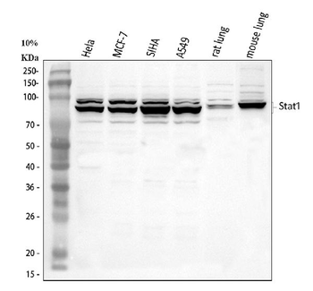STAT1 Rabbit Polyclonal Antibody