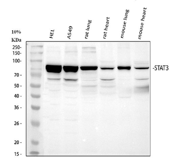 STAT3 Rabbit Polyclonal Antibody