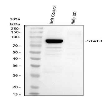STAT3 Rabbit Polyclonal Antibody
