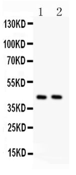 TMEM173 Rabbit Polyclonal Antibody