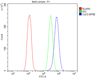 ULK3 Rabbit Polyclonal Antibody