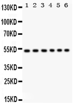 ULK3 Rabbit Polyclonal Antibody
