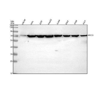 Ku70/XRCC6 Antibody