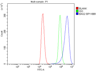 BAG2 Antibody