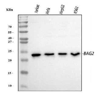 BAG2 Antibody