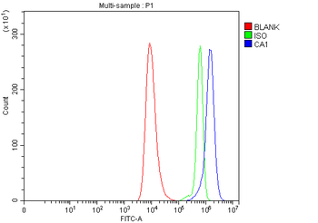 Carbonic Anhydrase I/CA1 Rabbit Polyclonal Antibody