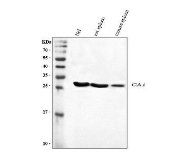 Carbonic Anhydrase I/CA1 Rabbit Polyclonal Antibody
