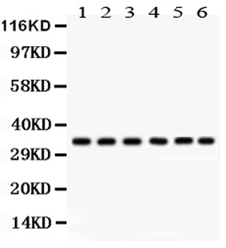 CDK1 Rabbit Polyclonal Antibody