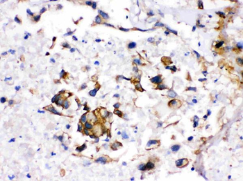 Cytochrome P450 1A2/CYP1A2 Rabbit Polyclonal Antibody