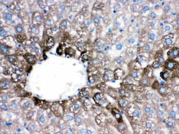 Cytochrome P450 1A2/CYP1A2 Rabbit Polyclonal Antibody