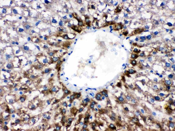Cytochrome P450 1A2/CYP1A2 Rabbit Polyclonal Antibody