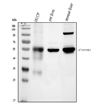 Cytochrome P450 1A2/CYP1A2 Rabbit Polyclonal Antibody