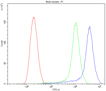 CYP1B1 Rabbit Polyclonal Antibody