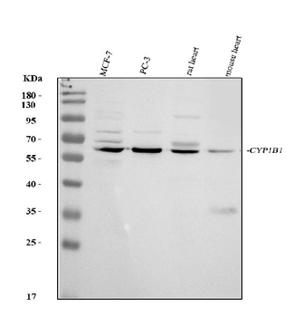 CYP1B1 Rabbit Polyclonal Antibody