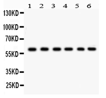 CYP24A1 Antibody