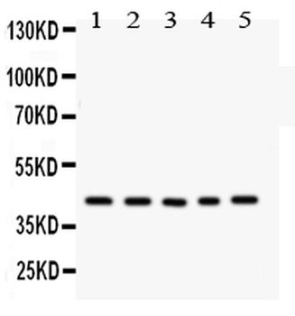 CCN1/CYR61 Antibody