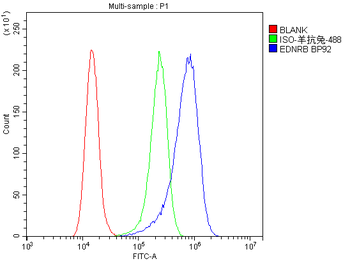 Endothelin B Receptor/EDNRB Antibody