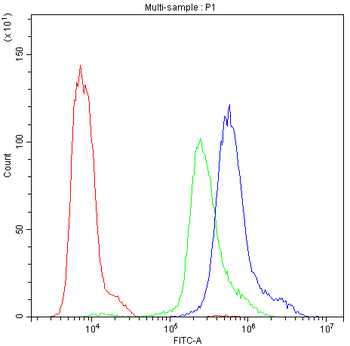 PKC eta/PRKCH Rabbit Polyclonal Antibody
