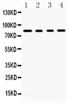 Transcription factor Sp4 Rabbit Polyclonal Antibody